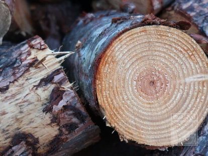 Особенности древесины пихты